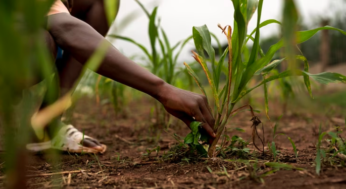 Alerte FAO : La disparition  des variétés locales menace la souveraineté alimentaire en Afrique